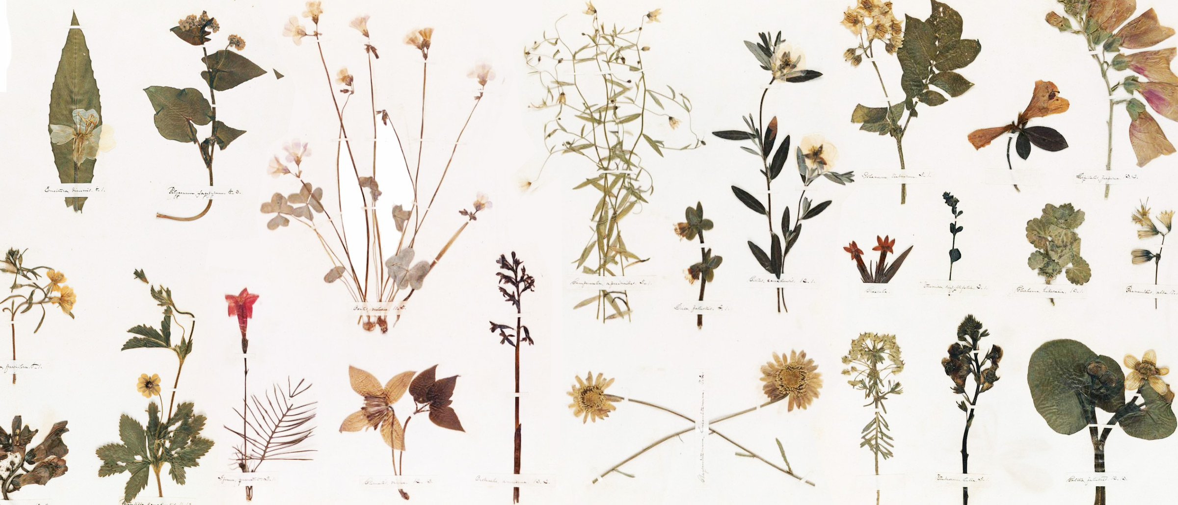 Emily Dickinsons Herbarium Featured